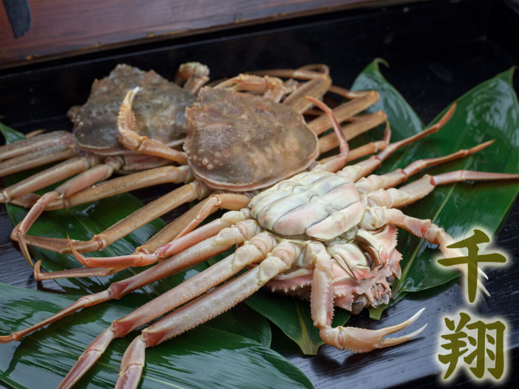 セコガニの産地直送(セイコガニ・親蟹・香箱ガニ) 【かに通販の千翔・丹後半島】
