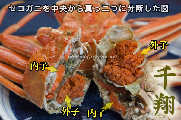 セコガニの産地直送(セイコガニ・親蟹・香箱ガニ) 【かに通販の千翔・丹後半島】